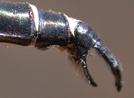 Treetop Emerald